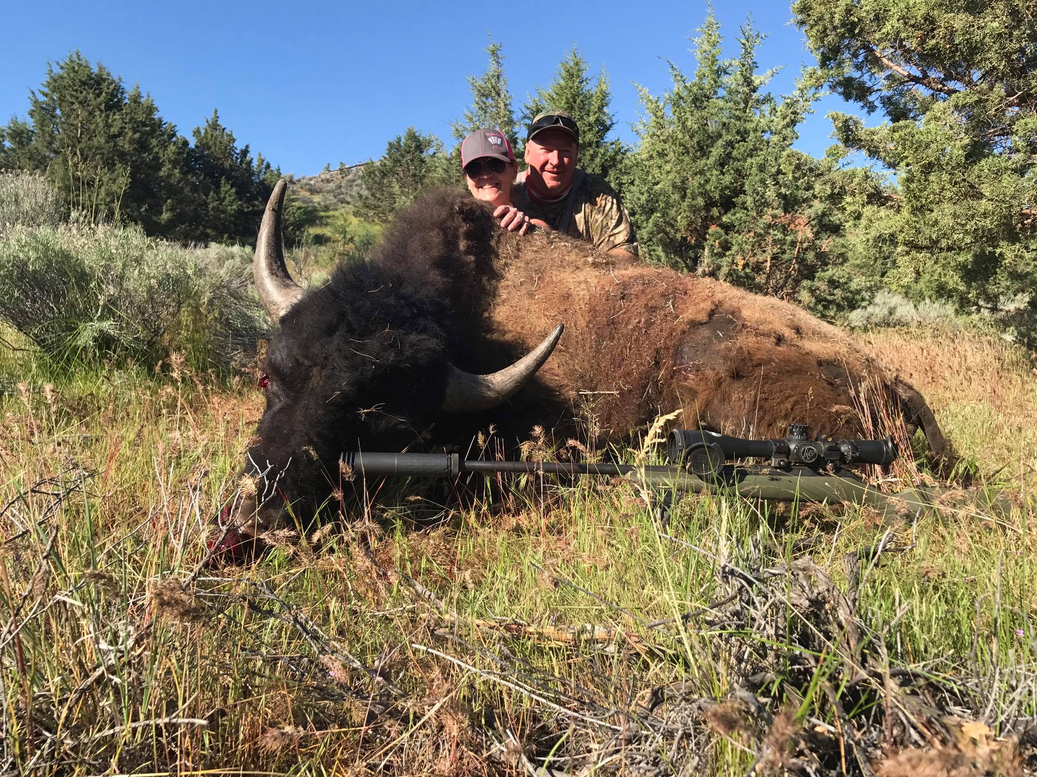 bison_05
