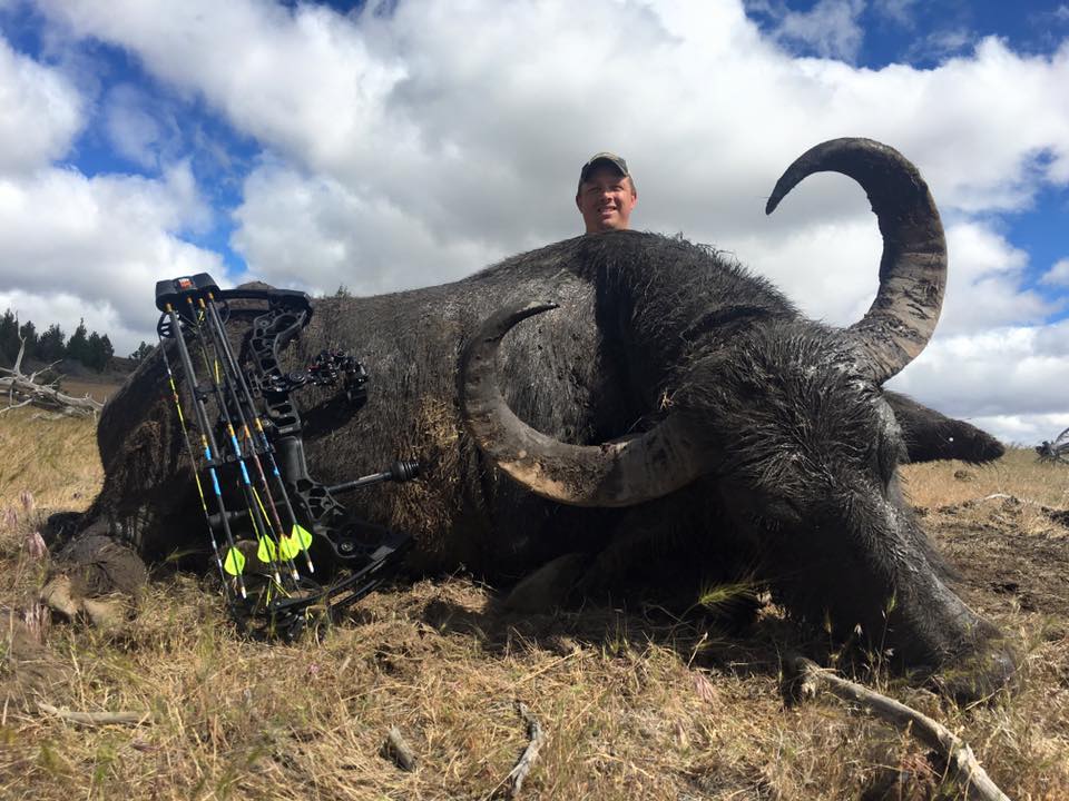 ASIAN WATER BUFFALO – Four Aces Ranch | Exotic Hunting | Ashwood, OR