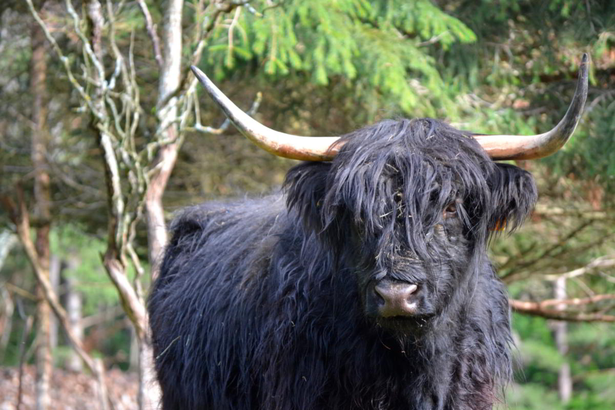 bull_08_highland