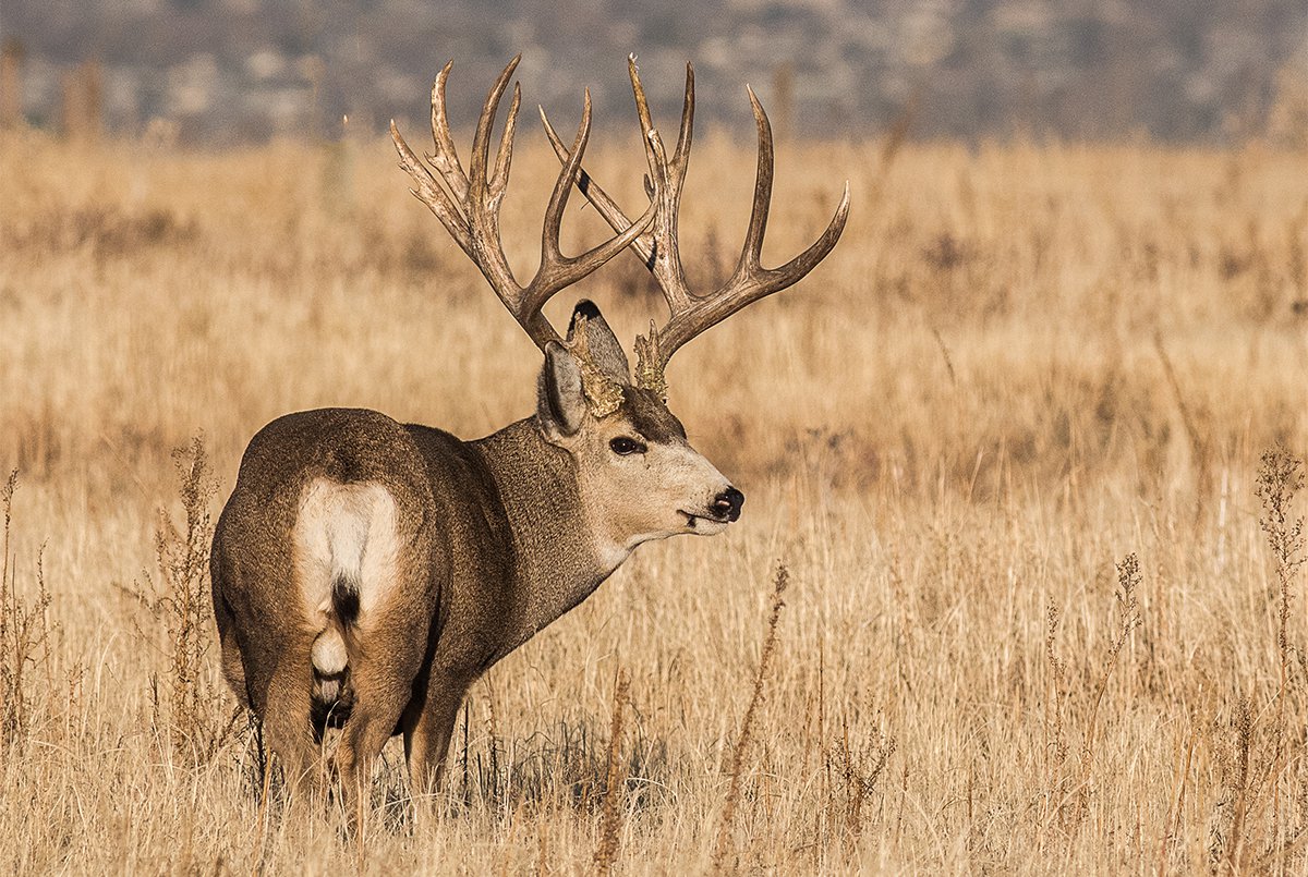 OREGON GAME HUNTS – Four Aces Ranch | Exotic Hunting | Ashwood, OR