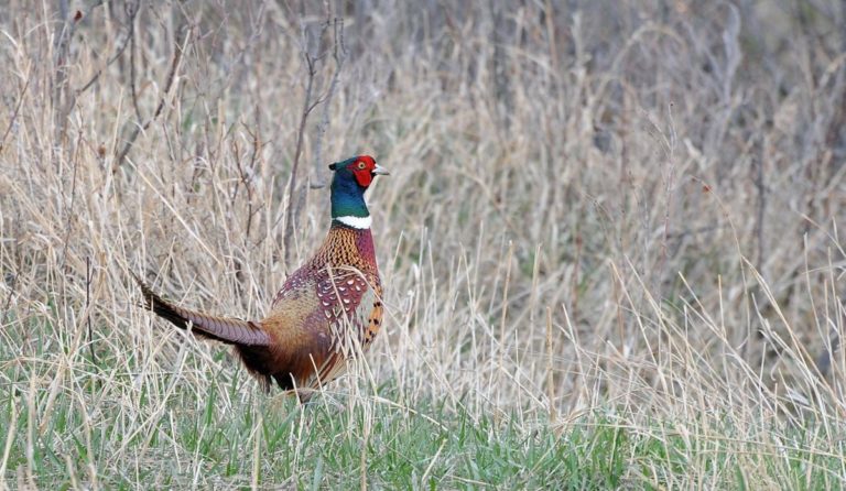 OREGON GAME HUNTS – Four Aces Ranch | Exotic Hunting | Ashwood, OR