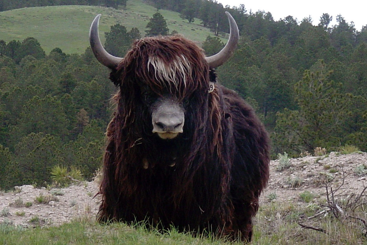 TIBETAN YAK – Four Aces Ranch | Exotic Hunting | Ashwood, OR