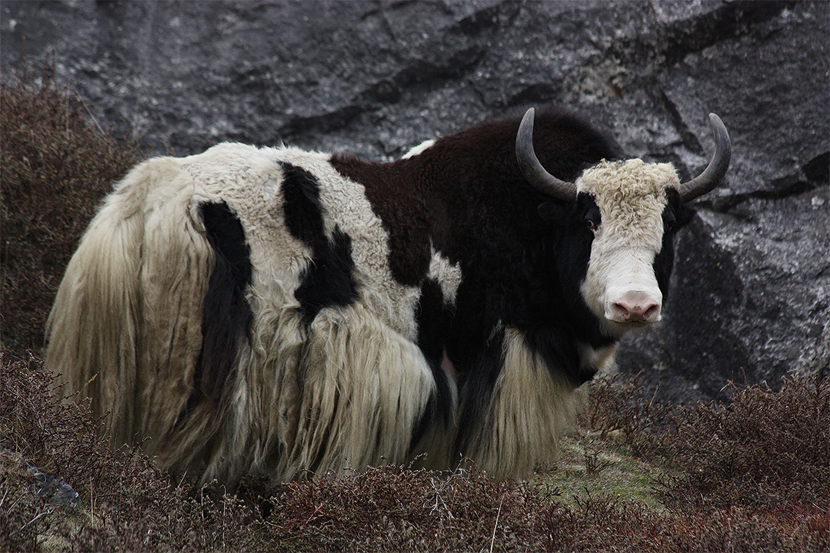 TIBETAN YAK – Four Aces Ranch | Exotic Hunting | Ashwood, OR