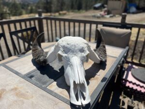 IMG_3344